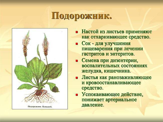 Лечение бронхита подорожником: народные рецепты