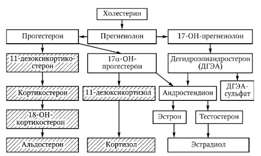 Адреногенитальный синдром: типы, симптомы, проявления, диагностика и лечение