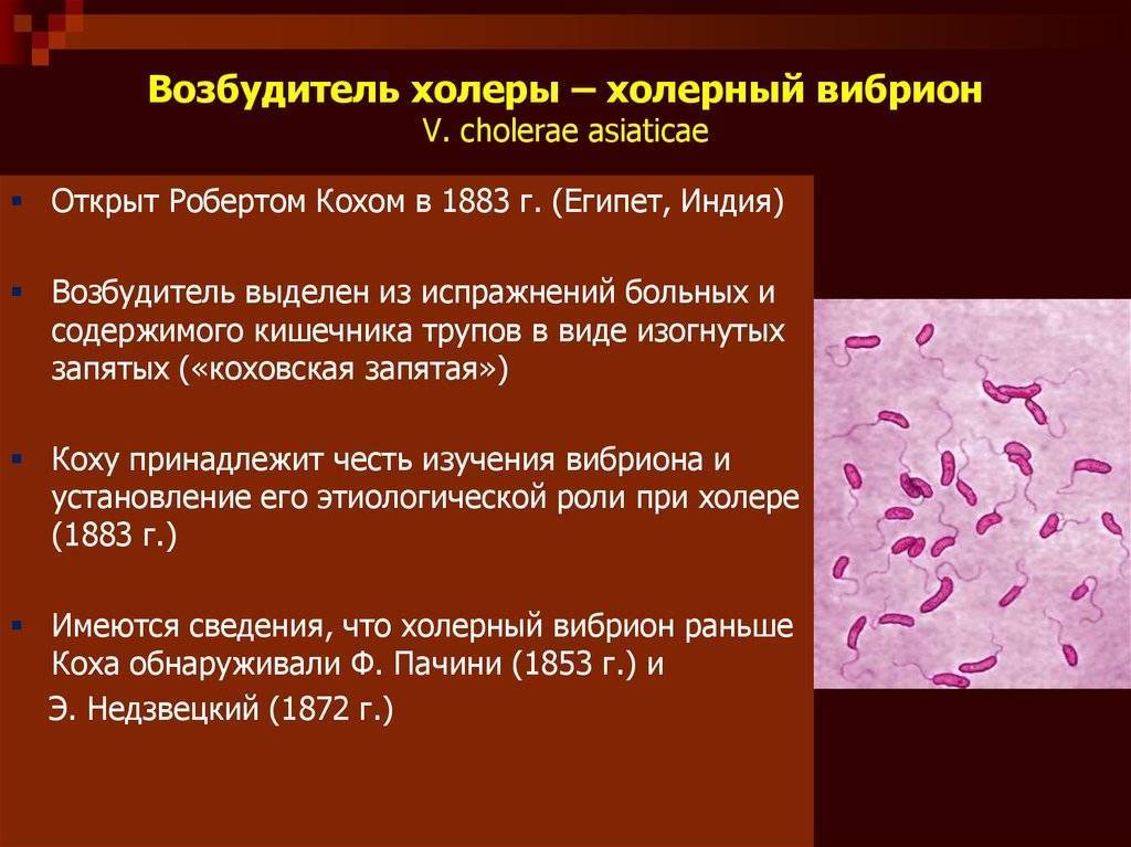 Холера