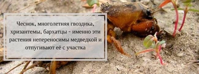 Как избавиться от медведки - самые лучшие методы и средства