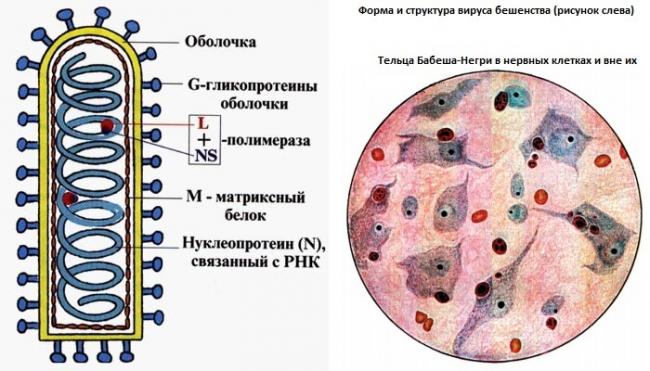 Бешенство у детей