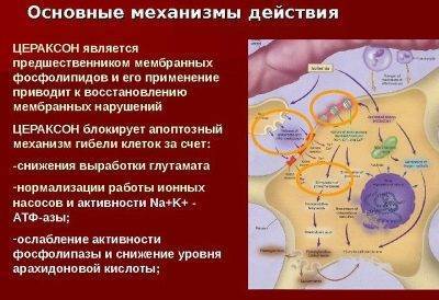 Цераксон для детей