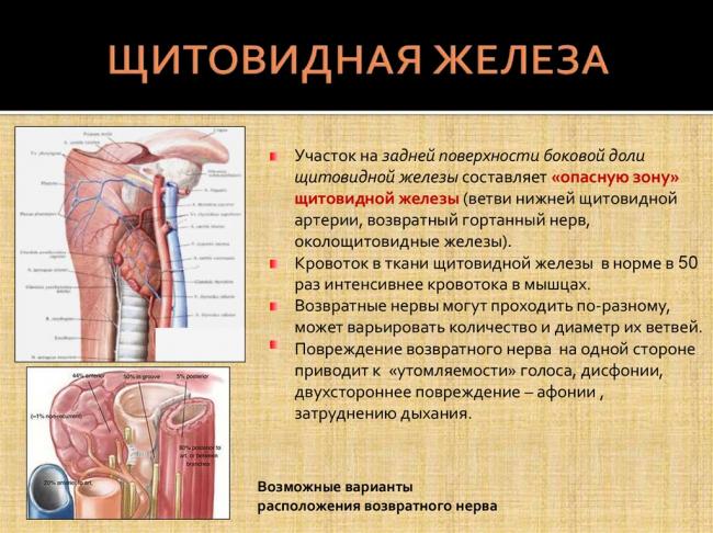 Норма щитовидной железы. функции, строение, роль в организме