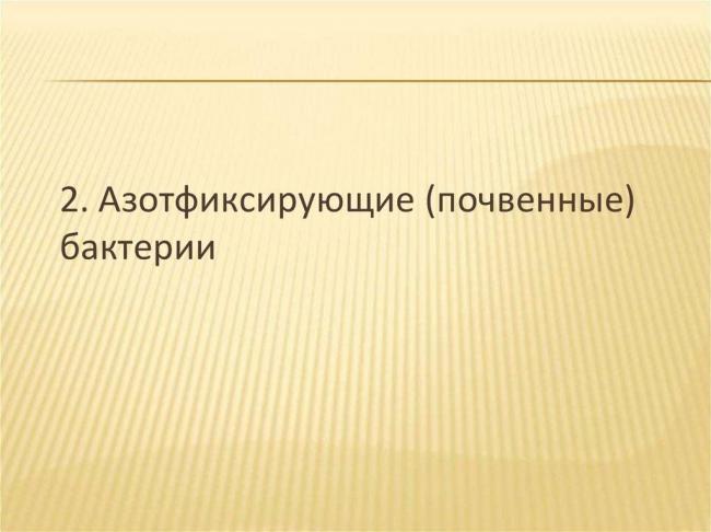 Роль бактерий в природе и жизни человека
