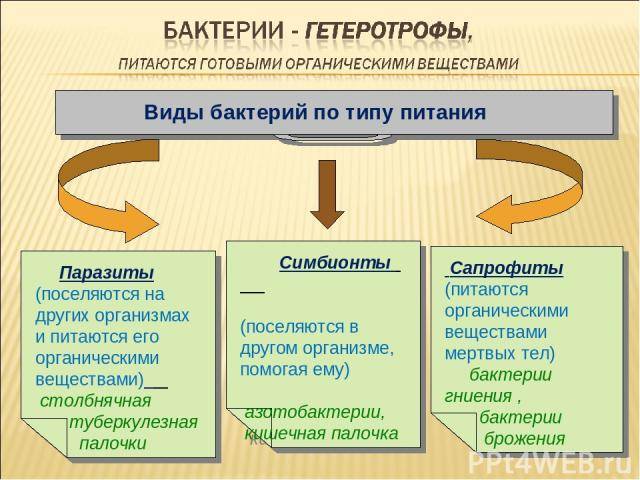 Что важно знать о болезнетворных бактериях, их разновидностях и способах питания