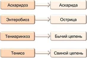 Заболевания, вызываемые бактериями у человека. список, симптомы и лечение