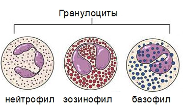 Лимфоцитоз