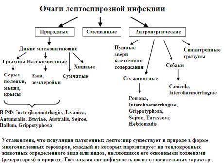 Классификация и ультраструктура, химический состав спирохет.методы обнаружения и роль в патологии человека
