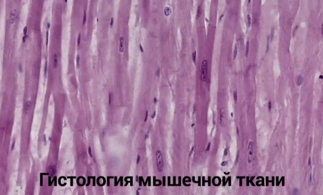 § 31. гормоны