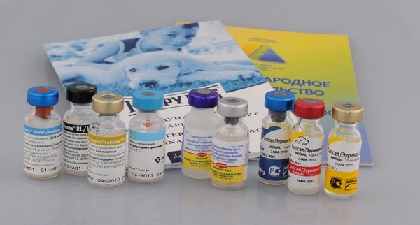 Опасен ли укус собаки если у нее бешенство в инкубационном периоде