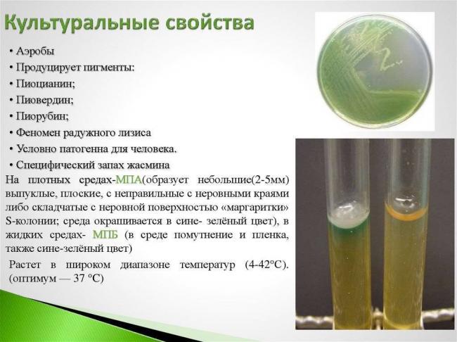Синегнойная палочка