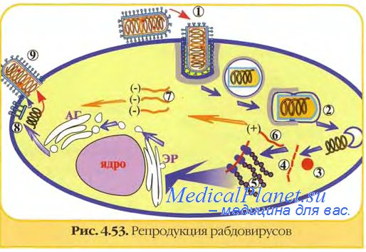 Бешенство - причины, симптомы, диагностика, лечение | eurolab | инфекционные болезни