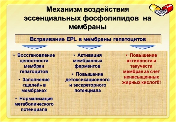 Препараты гепатопротекторы. докопаться до сути