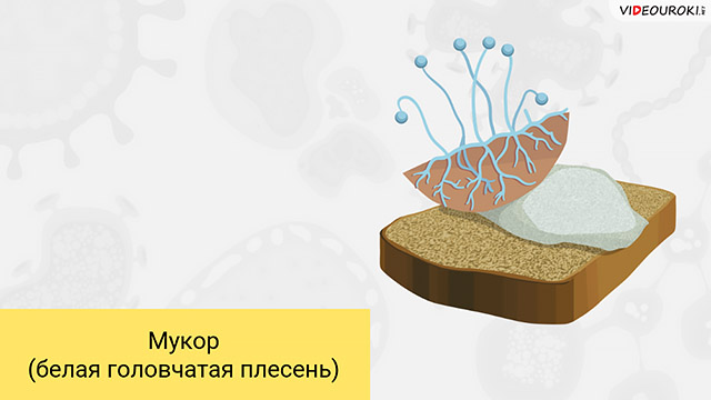 Анаэробные бактерии википедия