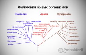 Лекция по теме морфология микроорганизмов
