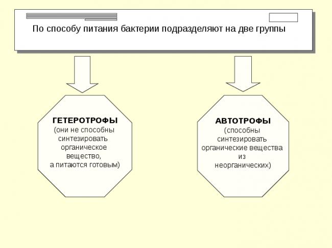 Какие бактерии являются санитарами нашей планеты?