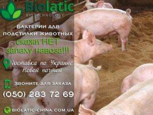 Био подстилка для свиней: выгоды и недостатки