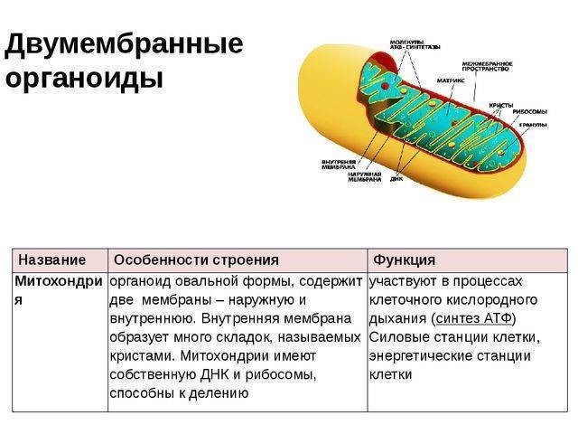 Для чего нужны жгутики бактериям и в чем их отличие от пилей, ворсинок, фимбрий