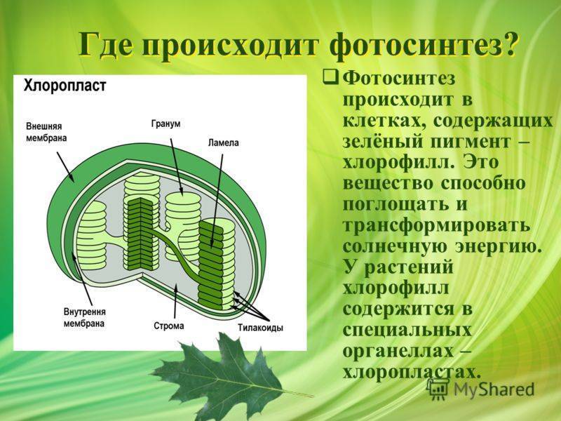 Тилакоиды – зеленые фабрики фотосинтеза