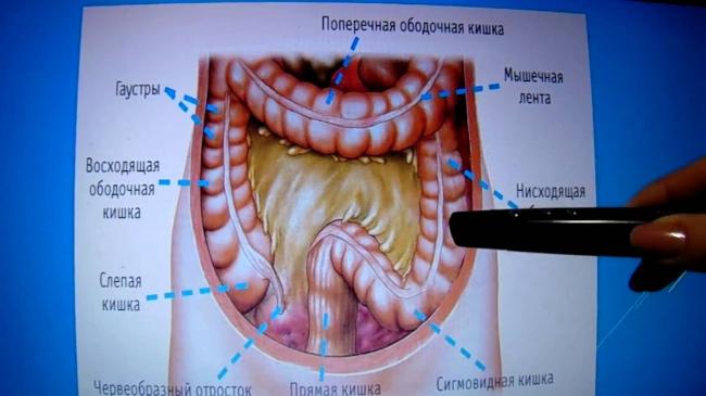 Полезные бактерии для человека, названия полезных бактерий – список. микрофлора кишечника, влагалища, во рту