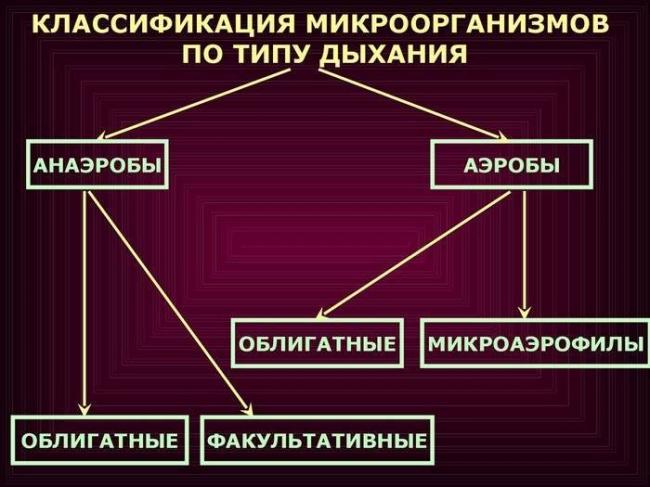 Царство архебактерии - archaebacteria