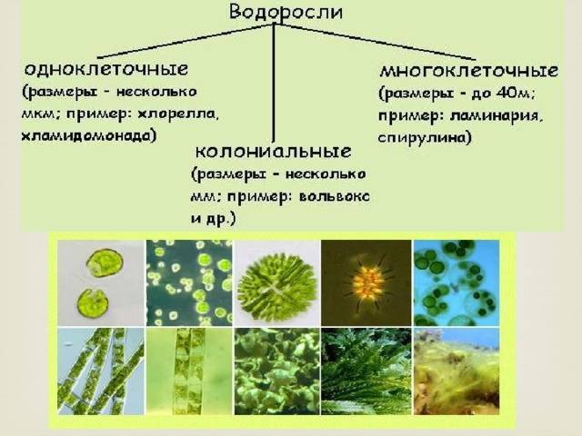 Чего мы не знали о бактериях и водорослях