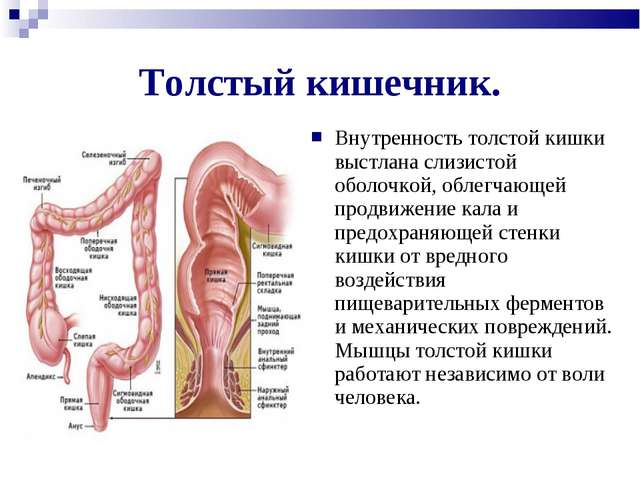 Какие бактерии в кишечнике человека