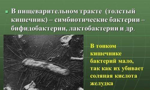 Секреты бифидобактерии longum infantis