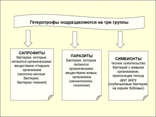 В чем заключаются особенности, строение и размножение бактерий