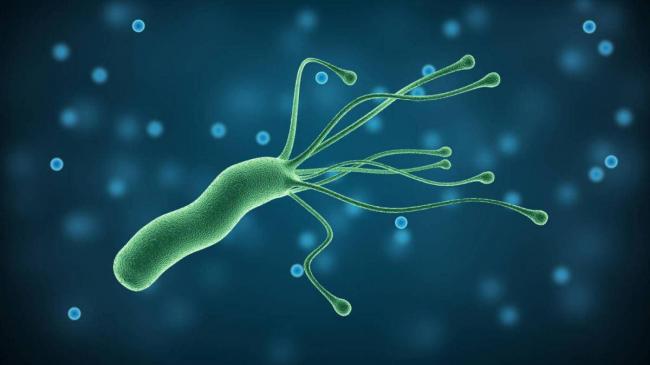 Антитела к helicobacter pylori igg, igm, iga – положительные: что это значит