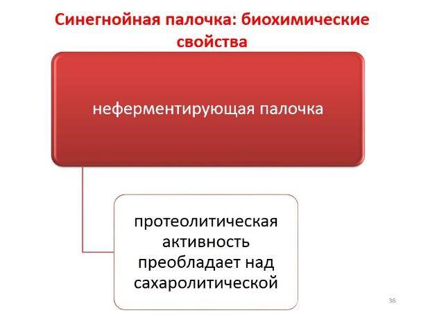 Инфекция синегнойная палочка: как передается, симптомы. диагностика синегнойной палочки, анализы. лечение синегнойной палочки