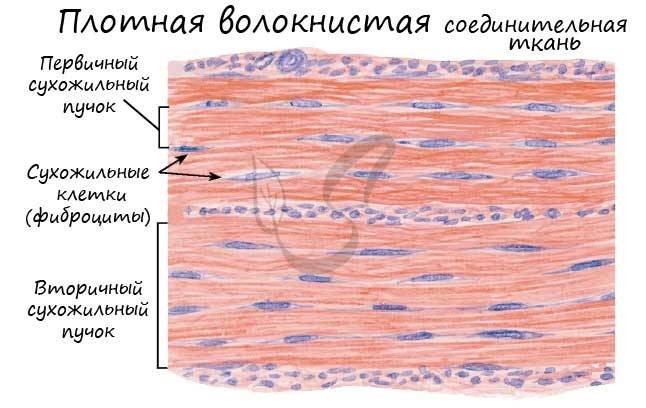 Соединительная ткань: функции, строение, клетки и виды соединительной ткани.