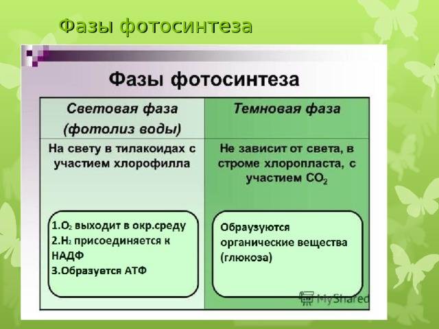 Секреты цветных бактерий: фотосинтез и его особенности