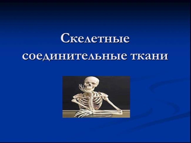 Рыхлая соединительная ткань - loose connective tissue