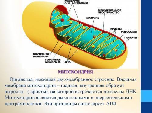 Определяющее значение ворсинок-фимбрий