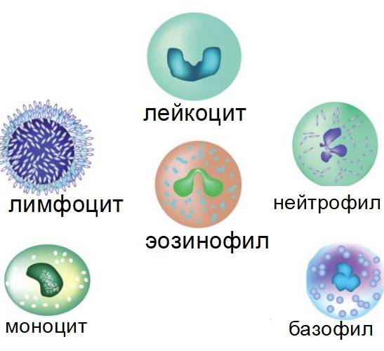 Лимфоцитоз