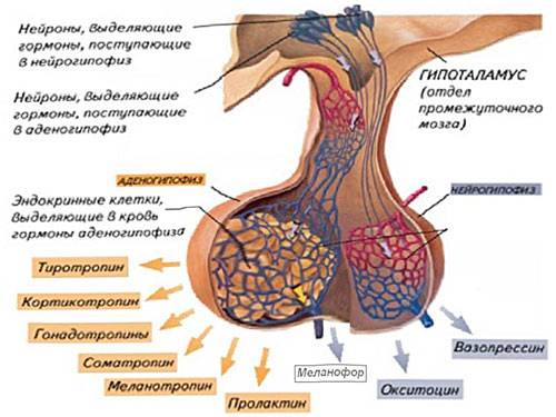 Аденогипофиз википедия