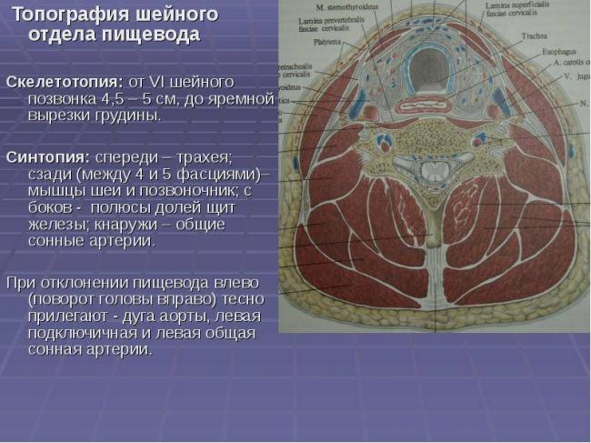 Анализ и диагностика структуры щитовидной железы