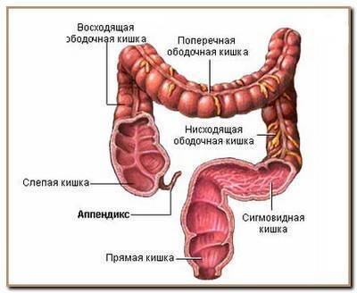Роль бактерий в природе и жизни человека