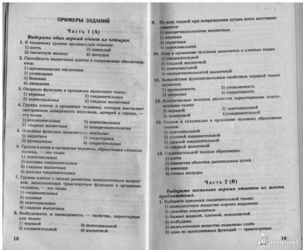 Соединительная ткань