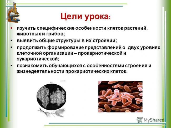 Сходство и различия прокариотических и эукариотических клеток