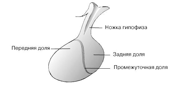 Аденогипофиз