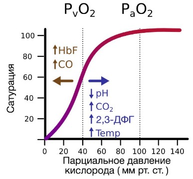 Задание 25. человек и многообразие организмов. егэ 2020 по биологии
