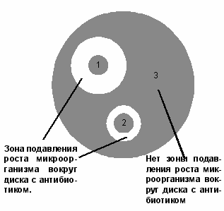 Как определяют чувствительность бактерий к антибиотикам