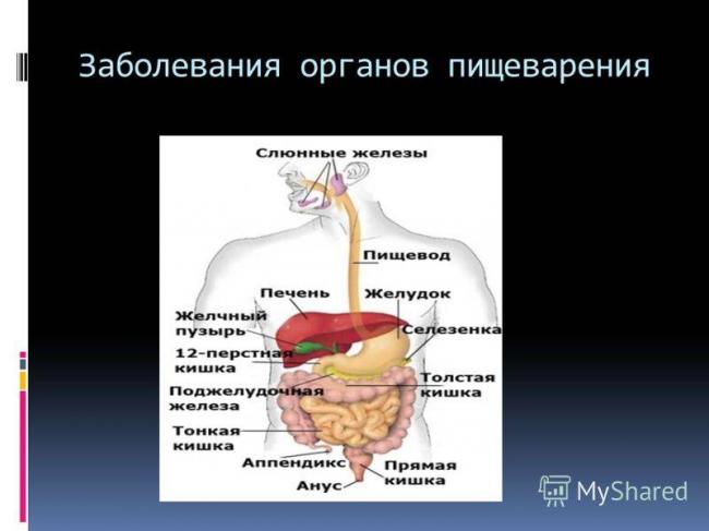 Микробиота кишечника: значение бактерий в формировании иммунитета