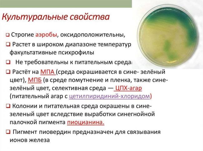 Синегнойная палочка заразна или нет - вопрос инфекционисту - 03 онлайн