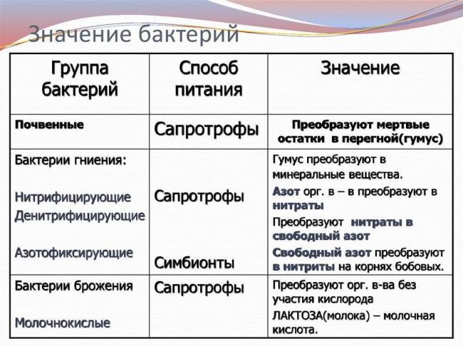 Бактерии и их значение в жизни растений