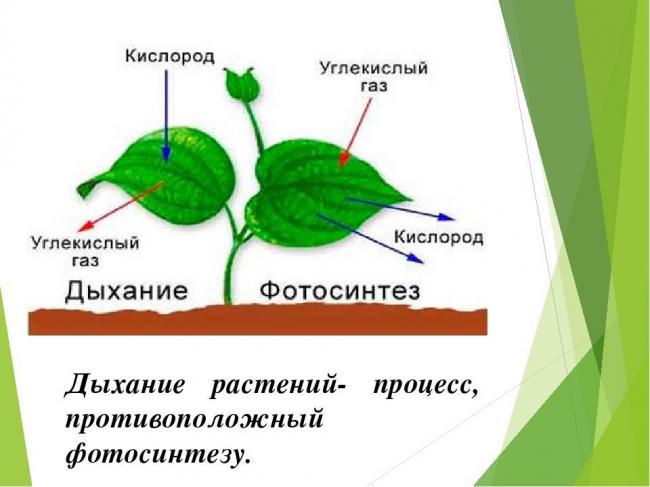 Анаэробы — это бактерии. особенности анаэробов, классификация и методы культивирования