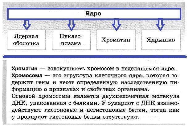 Новые открытия в строении клеток прокариот: что бактериальные клетки имеют в своем составе?