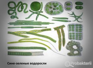 Лекция по теме морфология микроорганизмов